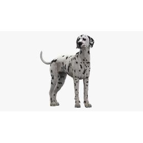 Dalmatian Rigged 3D model